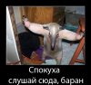 спокуха слушай сюда баран.jpg
