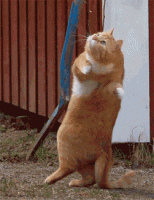 102.gif