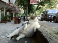 котэ-кот-прикол-кот-думает-250125.jpeg
